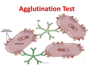 Script On Agglutination Biology